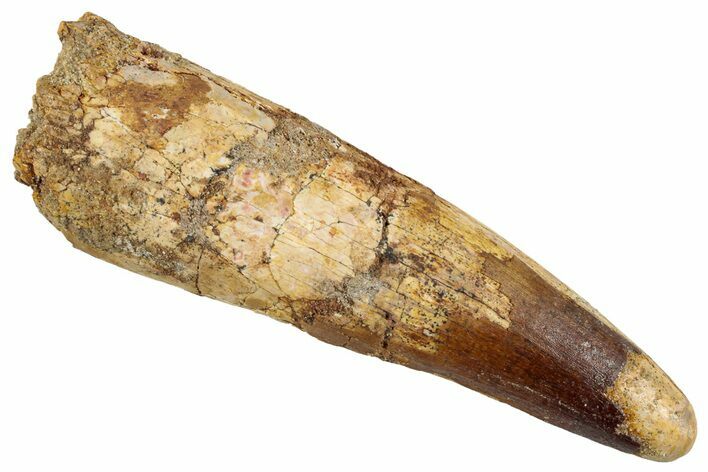 Fossil Spinosaurus Tooth - Huge Dinosaur Tooth #255499